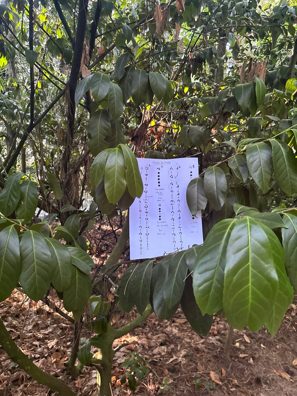 A sheet of shakuhachi notation hanging from a tree